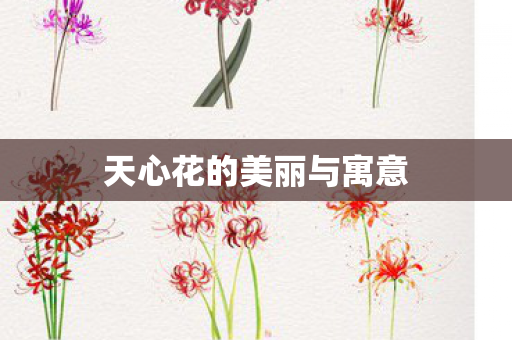 天心花的美丽与寓意