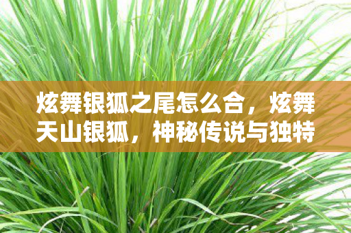 炫舞银狐之尾怎么合，炫舞天山银狐，神秘传说与独特魅力的交织