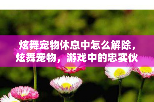 炫舞宠物休息中怎么解除，炫舞宠物，游戏中的忠实伙伴与战力加成