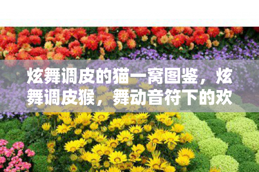 炫舞调皮的猫一窝图鉴，炫舞调皮猴，舞动音符下的欢乐精灵