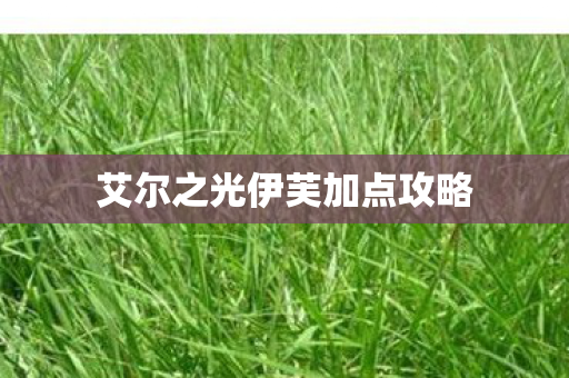 艾尔之光伊芙加点攻略