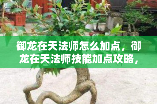 御龙在天法师怎么加点，御龙在天法师技能加点攻略，掌握核心，决胜千里