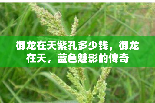 御龙在天紫孔多少钱，御龙在天，蓝色魅影的传奇