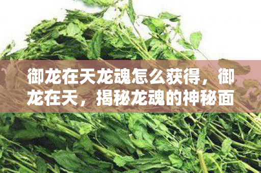 御龙在天龙魂怎么获得，御龙在天，揭秘龙魂的神秘面纱