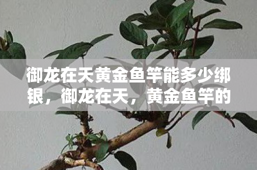 御龙在天黄金鱼竿能多少绑银，御龙在天，黄金鱼竿的神秘魅力