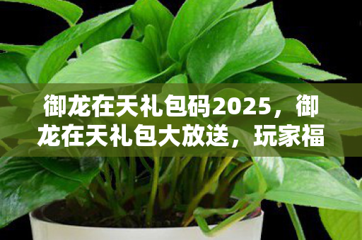 御龙在天礼包码2025，御龙在天礼包大放送，玩家福利来袭！