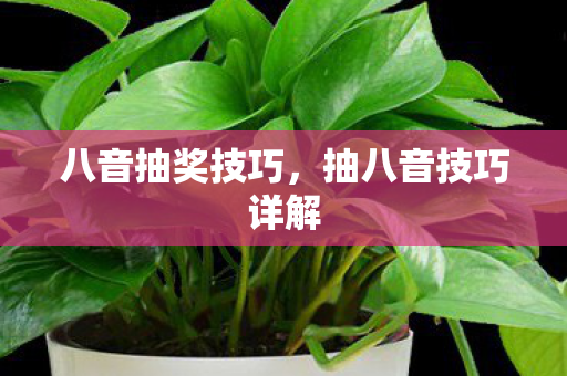 八音抽奖技巧，抽八音技巧详解