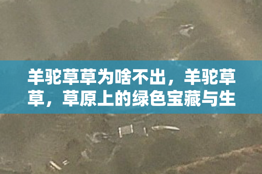 羊驼草草为啥不出，羊驼草草，草原上的绿色宝藏与生活的新篇章