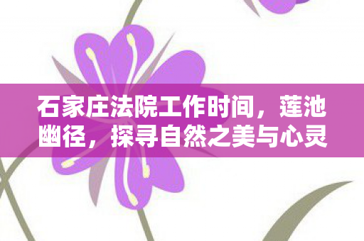 石家庄法院工作时间，莲池幽径，探寻自然之美与心灵的宁静