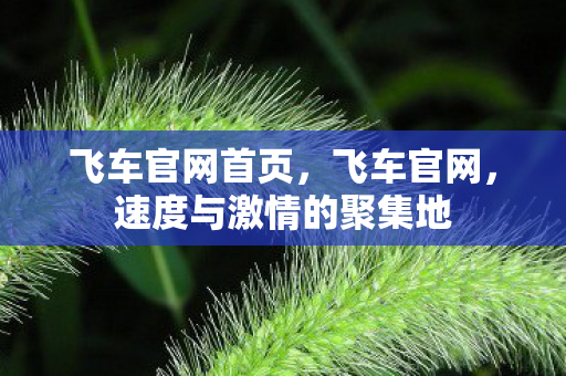 飞车官网首页，飞车官网，速度与激情的聚集地