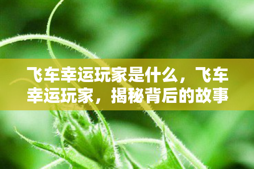 飞车幸运玩家是什么，飞车幸运玩家，揭秘背后的故事与奋斗历程