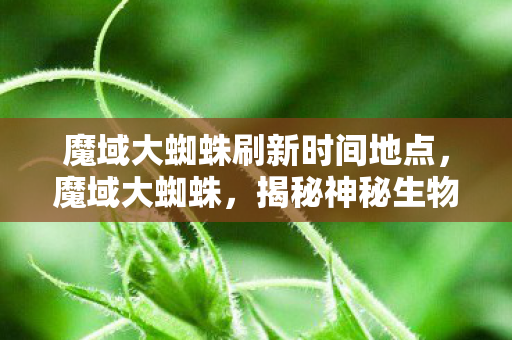 魔域大蜘蛛刷新时间地点，魔域大蜘蛛，揭秘神秘生物与背后的传说