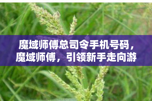 魔域师傅总司令手机号码，魔域师傅，引领新手走向游戏巅峰的导师力量