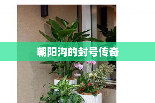 朝阳沟的封号传奇