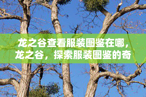 龙之谷查看服装图鉴在哪，龙之谷，探索服装图鉴的奇妙之旅