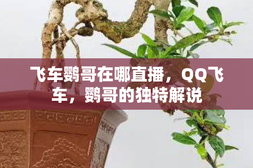 飞车鹦哥在哪直播,QQ飞车,鹦哥的独特解说 飞车鹦哥在哪直播,QQ飞车,鹦哥的独特解说