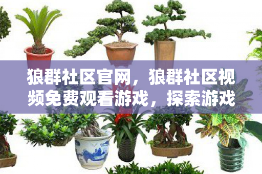 狼群社区官网，狼群社区视频免费观看游戏，探索游戏世界的无限魅力