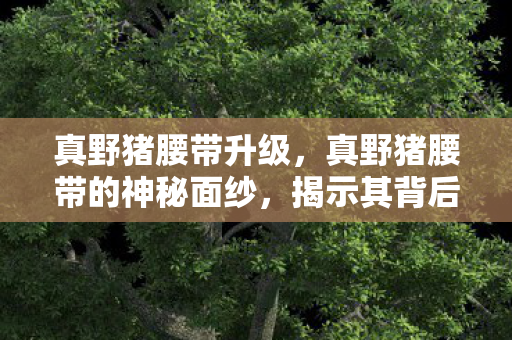 真野猪腰带升级，真野猪腰带的神秘面纱，揭示其背后的故事与真相