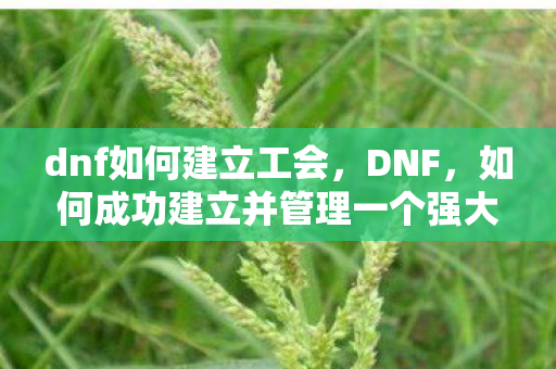 dnf如何建立工会，DNF，如何成功建立并管理一个强大的工会
