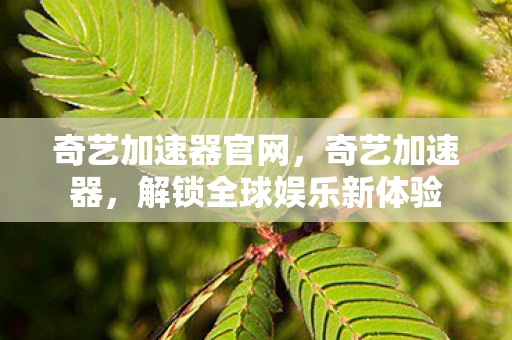 奇艺加速器官网，奇艺加速器，解锁全球娱乐新体验