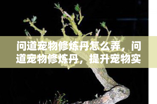 问道宠物修炼丹怎么弄，问道宠物修炼丹，提升宠物实力的神秘法宝