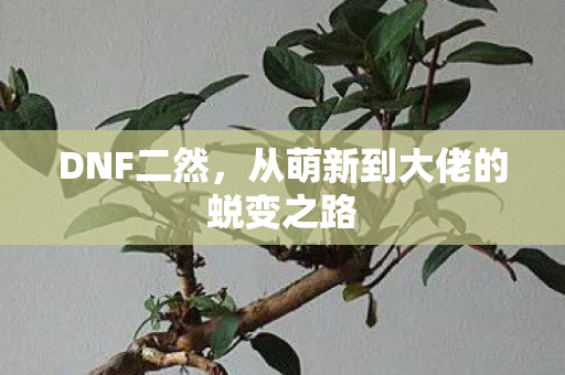 DNF二然，从萌新到大佬的蜕变之路