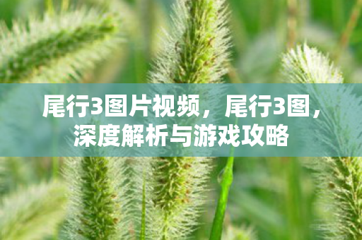 尾行3图片视频，尾行3图，深度解析与游戏攻略