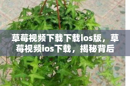 草莓视频下载下载ios版，草莓视频ios下载，揭秘背后的真相与风险