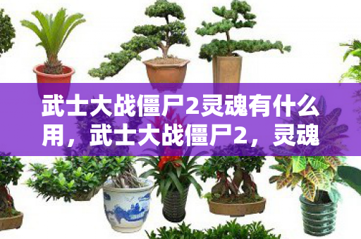 武士大战僵尸2灵魂有什么用，武士大战僵尸2，灵魂之战的觉醒