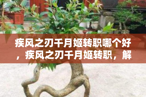 疾风之刃千月姬转职哪个好，疾风之刃千月姬转职，解锁新角色，挑战新境界