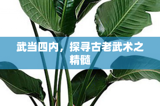 武当四内，探寻古老武术之精髓