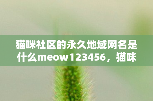 猫咪社区的永久地域网名是什么meow123456，猫咪社区，探索猫咪的世界，与喵星人共享欢乐