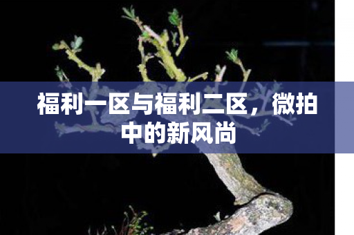 福利一区与福利二区，微拍中的新风尚