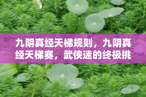 九阴真经天梯规则，九阴真经天梯赛，武侠迷的终极挑战