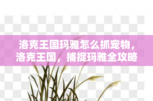 洛克王国玛雅怎么抓宠物，洛克王国，捕捉玛雅全攻略