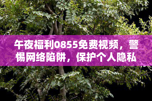 午夜福利0855免费视频，警惕网络陷阱，保护个人隐私