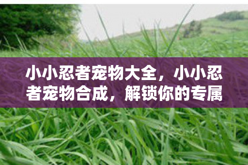 小小忍者宠物大全，小小忍者宠物合成，解锁你的专属忍者伙伴