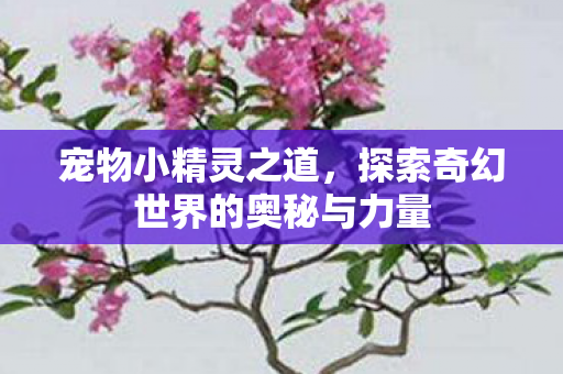 宠物小精灵之道，探索奇幻世界的奥秘与力量