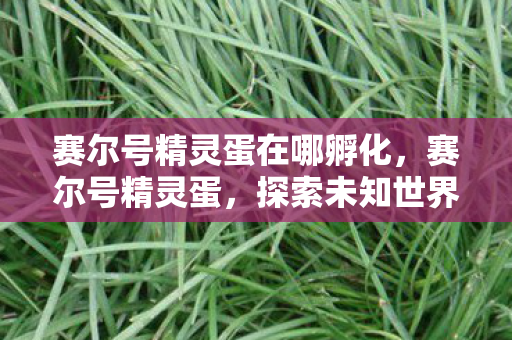 赛尔号精灵蛋在哪孵化，赛尔号精灵蛋，探索未知世界的神秘之旅