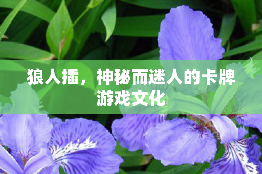 狼人插，神秘而迷人的卡牌游戏文化