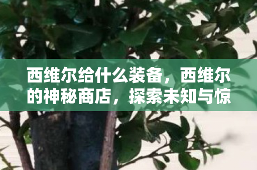 西维尔给什么装备,西维尔的神秘商店,探索未知与惊喜的奇妙之旅 西维尔给什么装备,西维尔的神秘商店,探索未知与惊喜的奇妙之旅