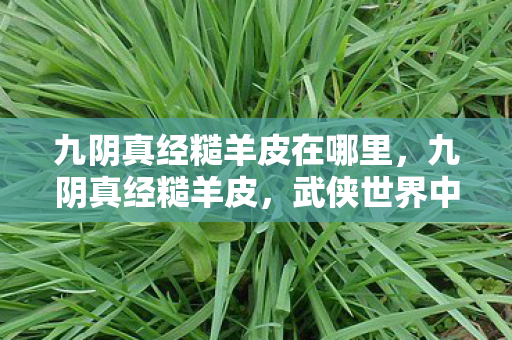 九阴真经糙羊皮在哪里，九阴真经糙羊皮，武侠世界中的神秘宝物