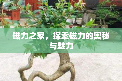 磁力之家，探索磁力的奥秘与魅力