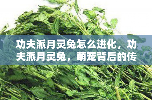 功夫派月灵兔怎么进化，功夫派月灵兔，萌宠背后的传奇故事