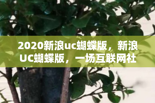 2020新浪uc蝴蝶版，新浪UC蝴蝶版，一场互联网社交的华丽蜕变