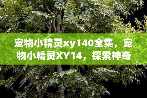 宠物小精灵xy140全集，宠物小精灵XY14，探索神奇宝贝世界的奇妙之旅