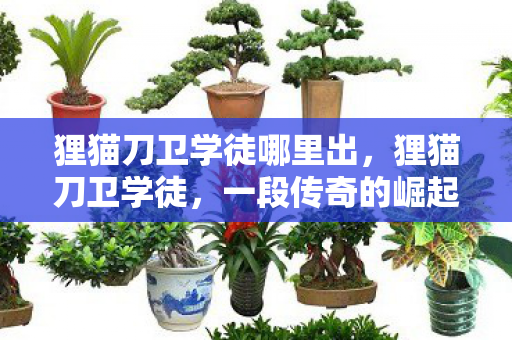 狸猫刀卫学徒哪里出，狸猫刀卫学徒，一段传奇的崛起