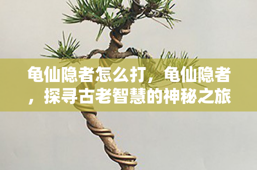 龟仙隐者怎么打，龟仙隐者，探寻古老智慧的神秘之旅