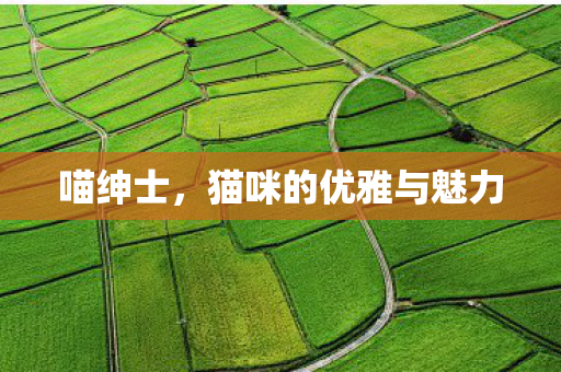 喵绅士，猫咪的优雅与魅力