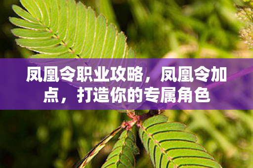 凤凰令职业攻略,凤凰令加点,打造你的专属角色 凤凰令职业攻略,凤凰令加点,打造你的专属角色